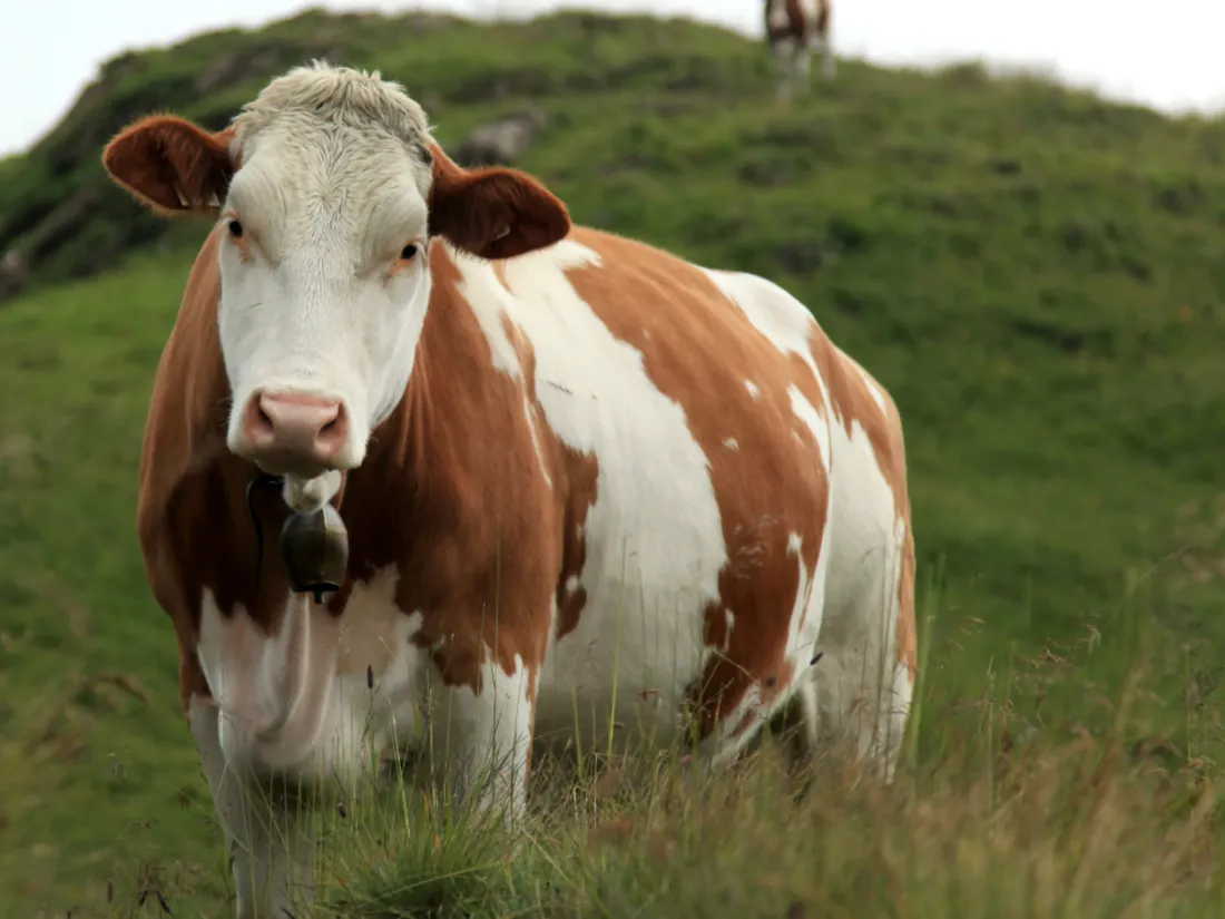 Vache