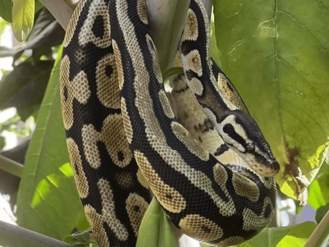 Python royal