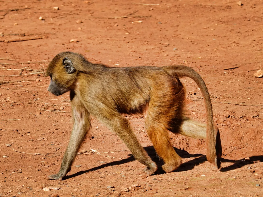 babouin de Guinée