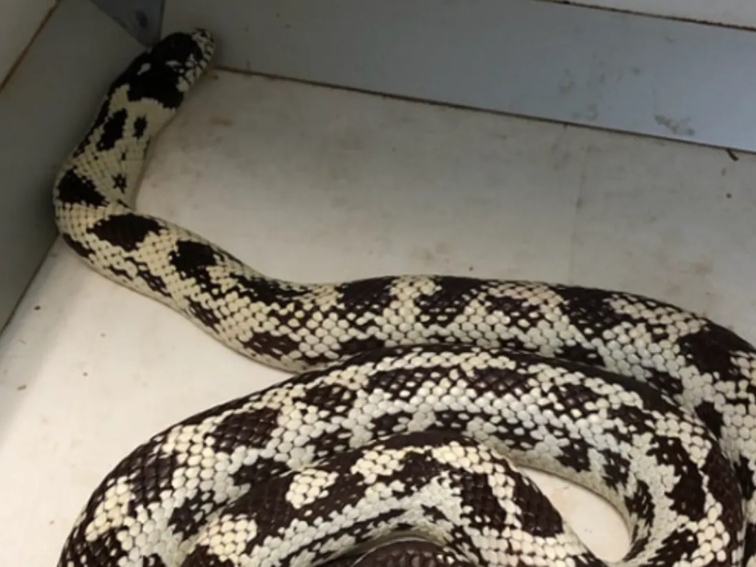 Cette espèce de serpent provient des Etats-Unis