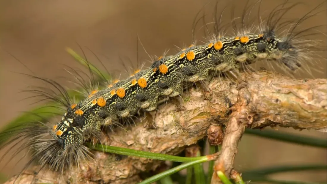 chenilles Lithosie Quadrille