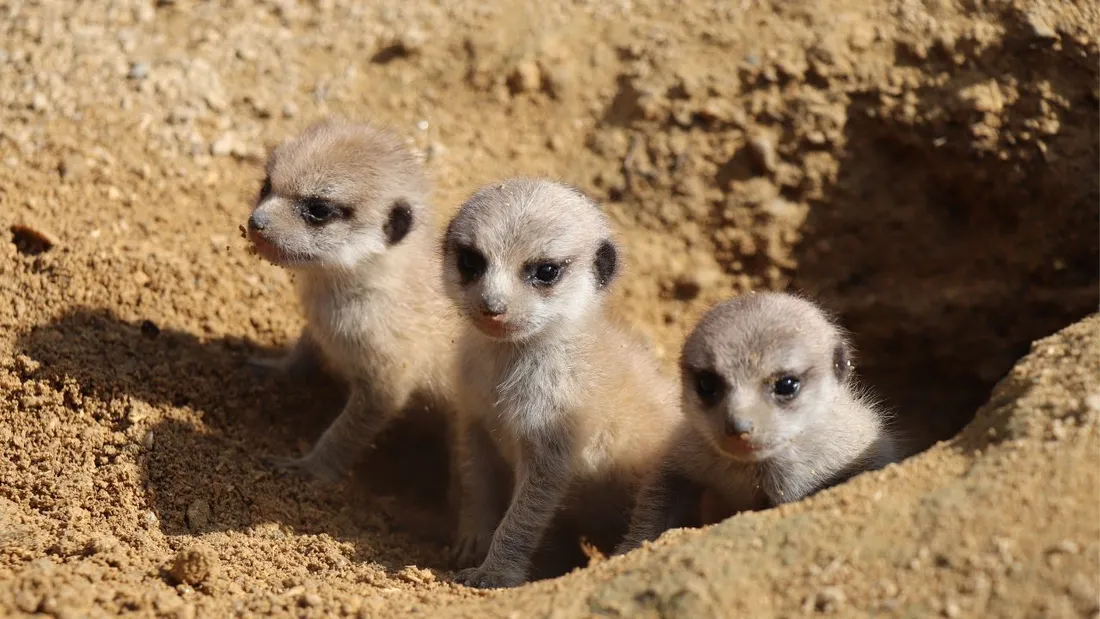 suricates 