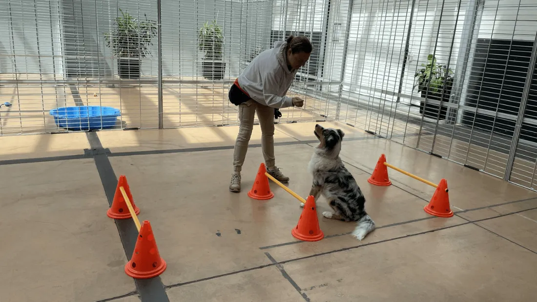 crèche canine