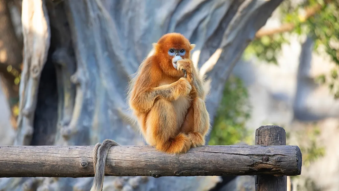 Singes dorés