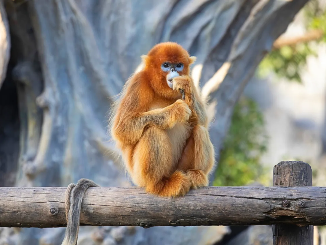 Singes dorés