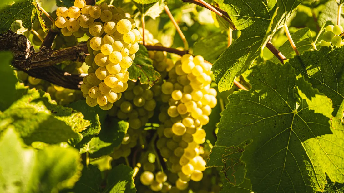 Raisins blanc