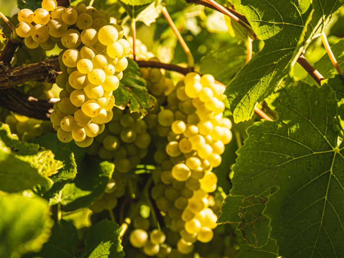 Raisins blanc