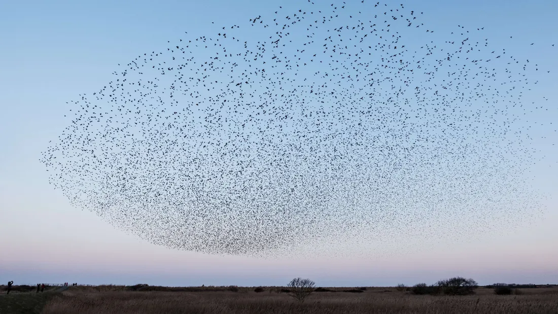 Objectif : chasser les étourneaux de la Roche-sur-Yon