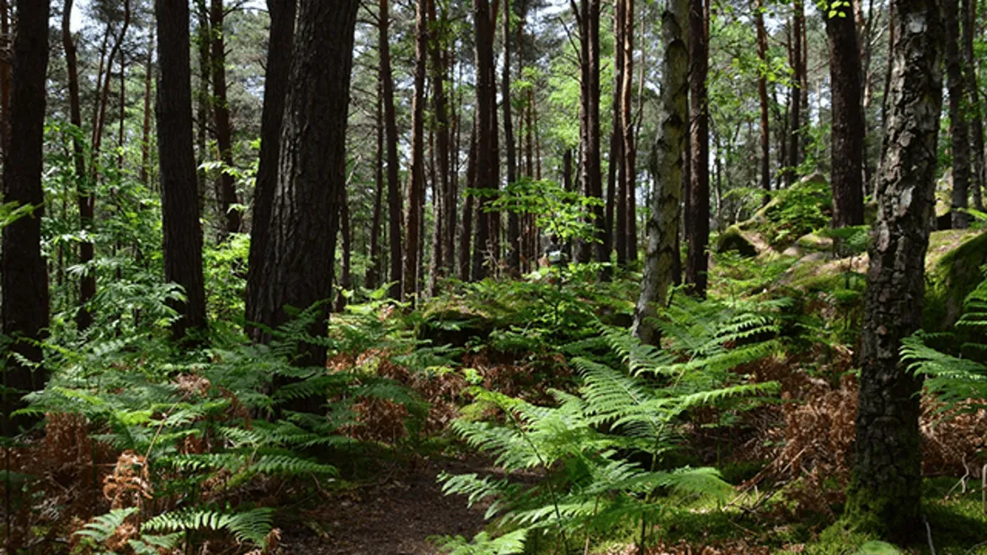 Forêt