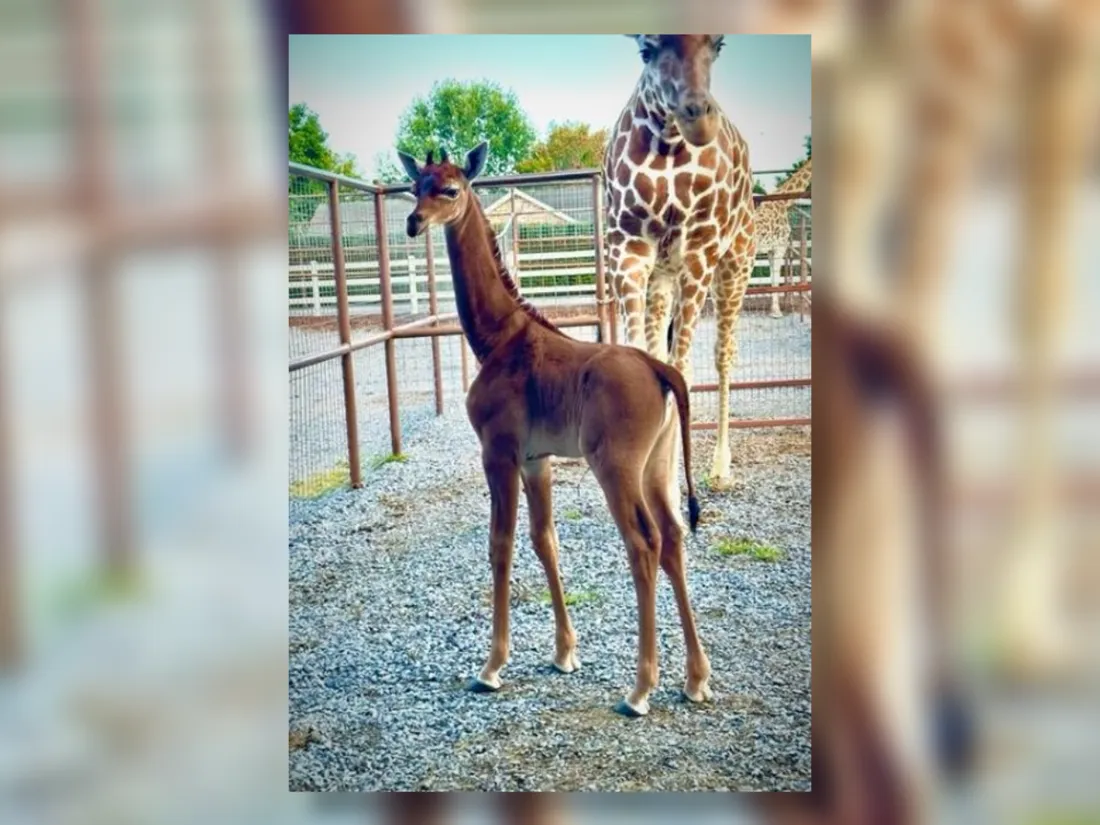 Une naissance rarissime d’une girafe sans tâche dans un zoo américain