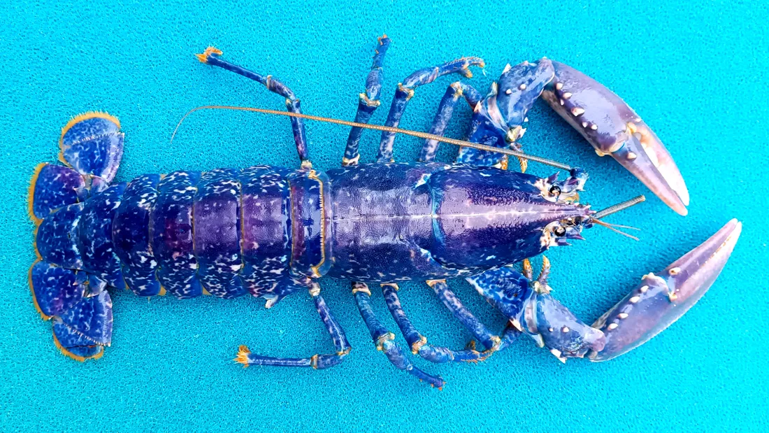 Homard bleu