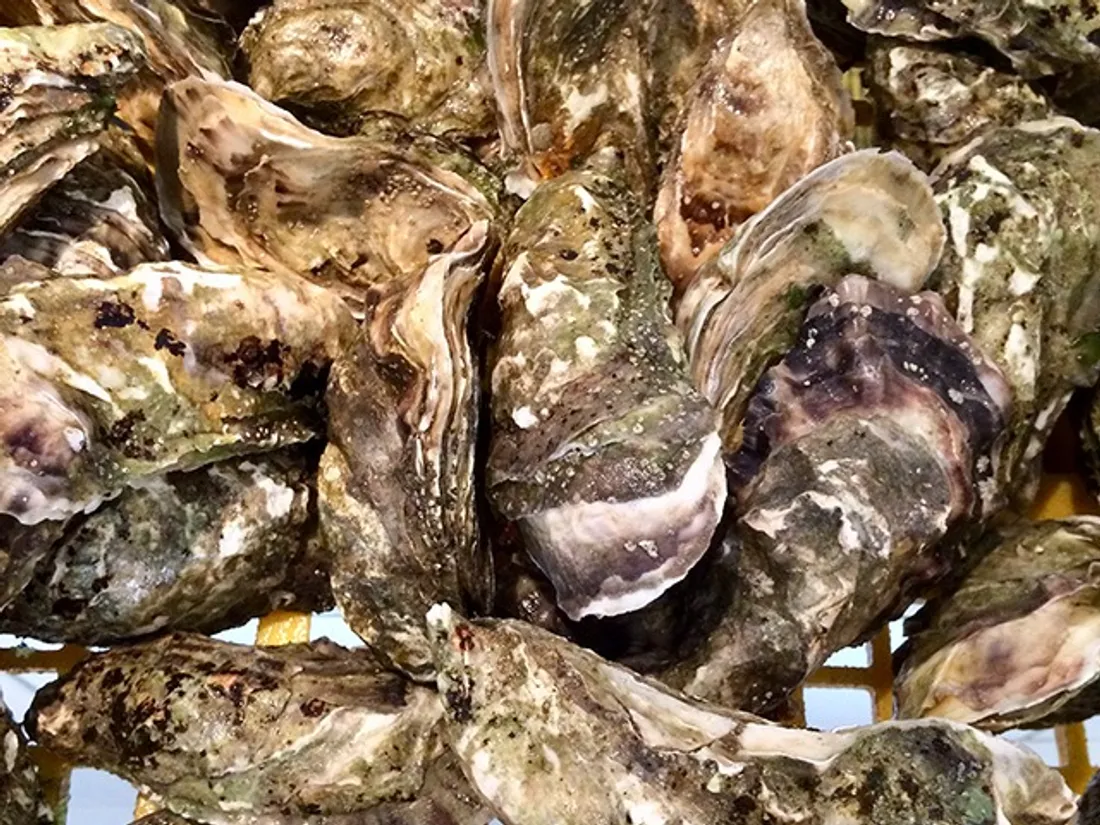 Face au manque de main d'œuvre, les producteurs d'huîtres tentent de  trouver des solutions