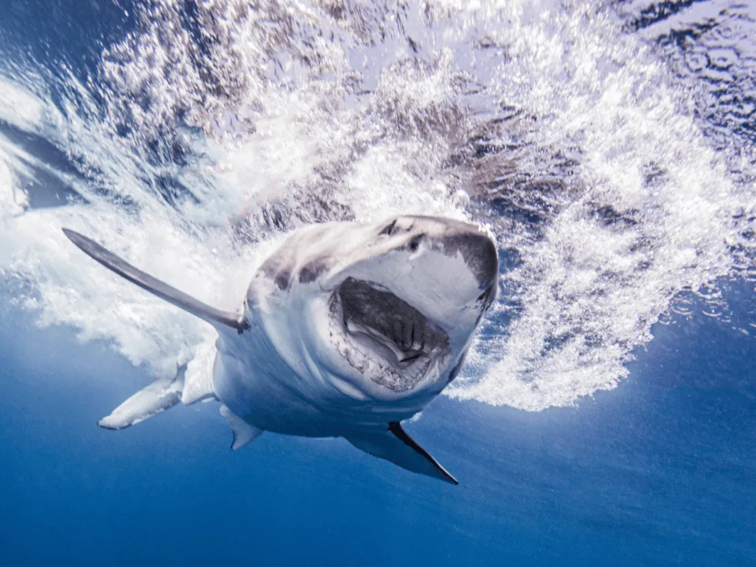illustration Les Dents de la Mer