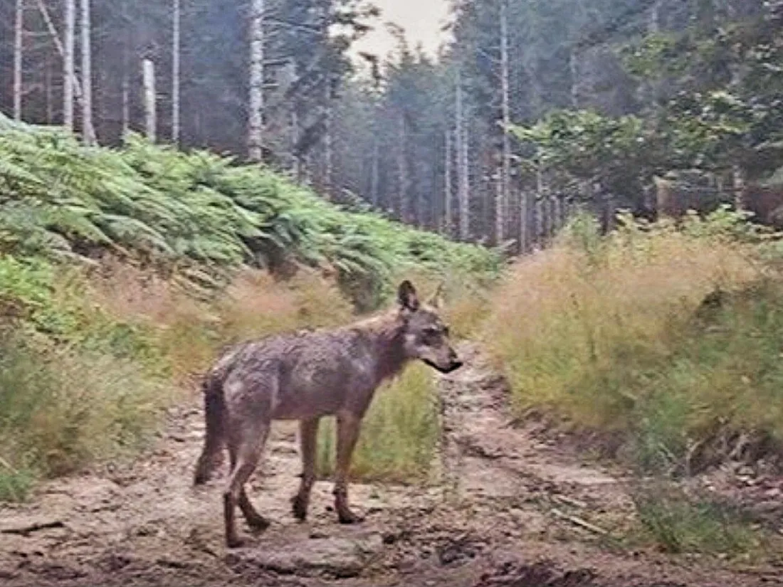 Loup sur le plateau de Millevaches