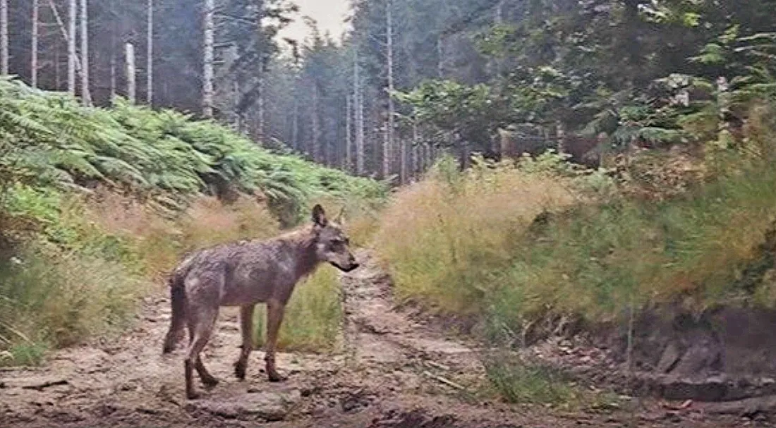 Loup sur le plateau de Millevaches