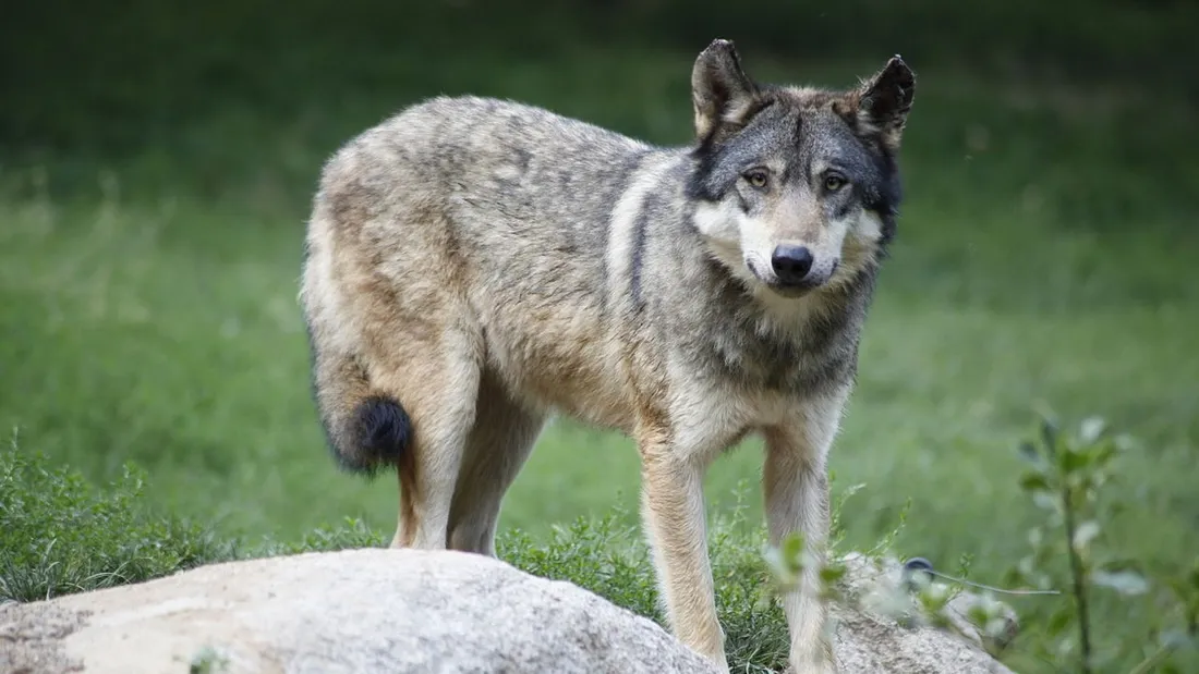 Un loup gris
