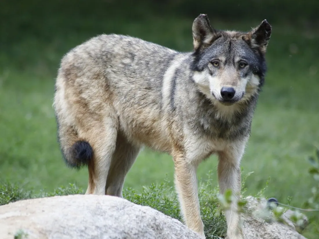 Le loup aux portes de Guéret