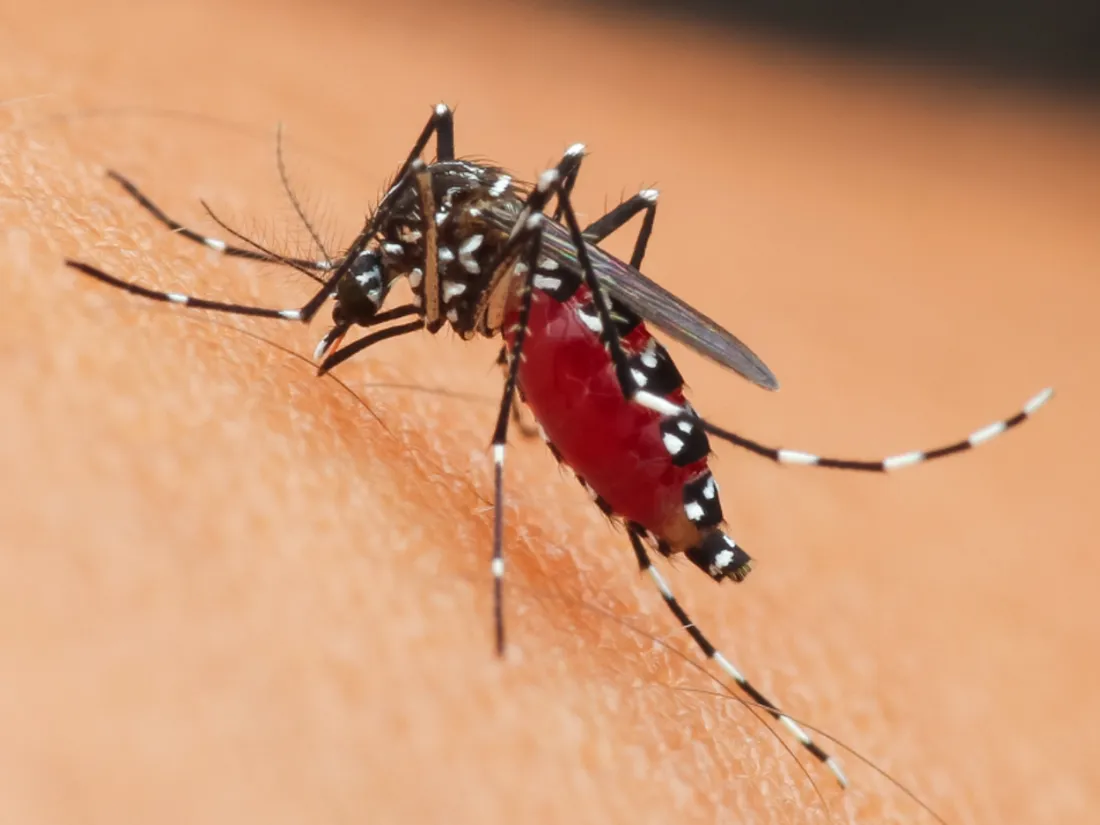 Un nouveau virus débarque à Bordeaux