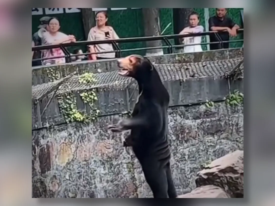 Un zoo contraint de réfuter qu'un humain se soit déguisé en ours