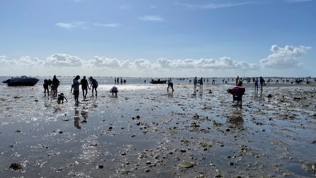 De nombreux pêcheurs à pied attendus le long du littoral, comme ici à Noirmoutier