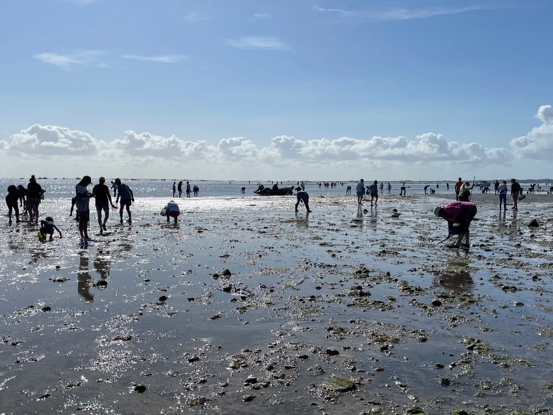 Pêche à pied