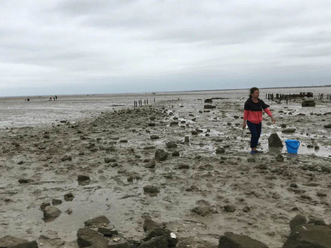 Pêche à pied, sur la côte Atlantique