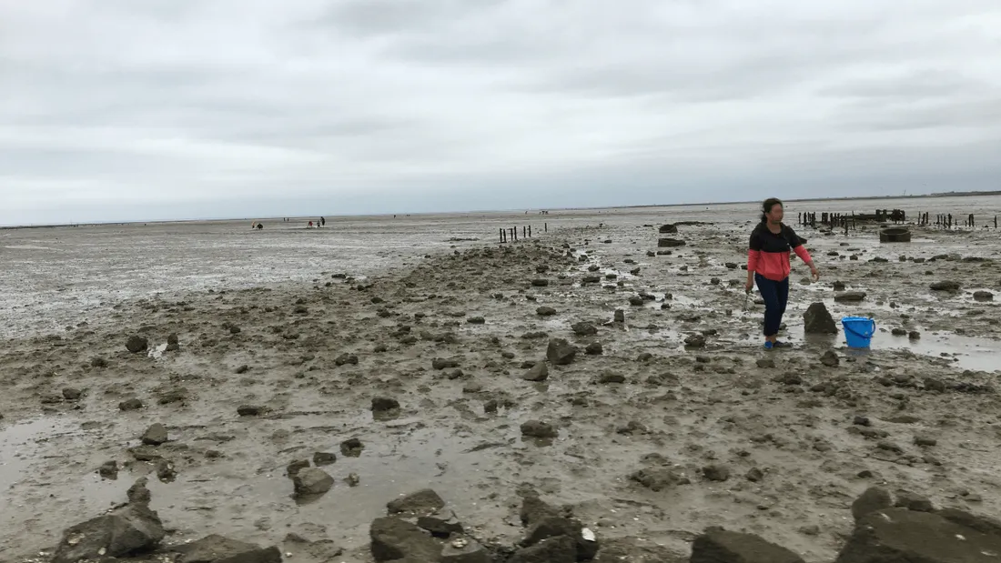 Pêche à pied