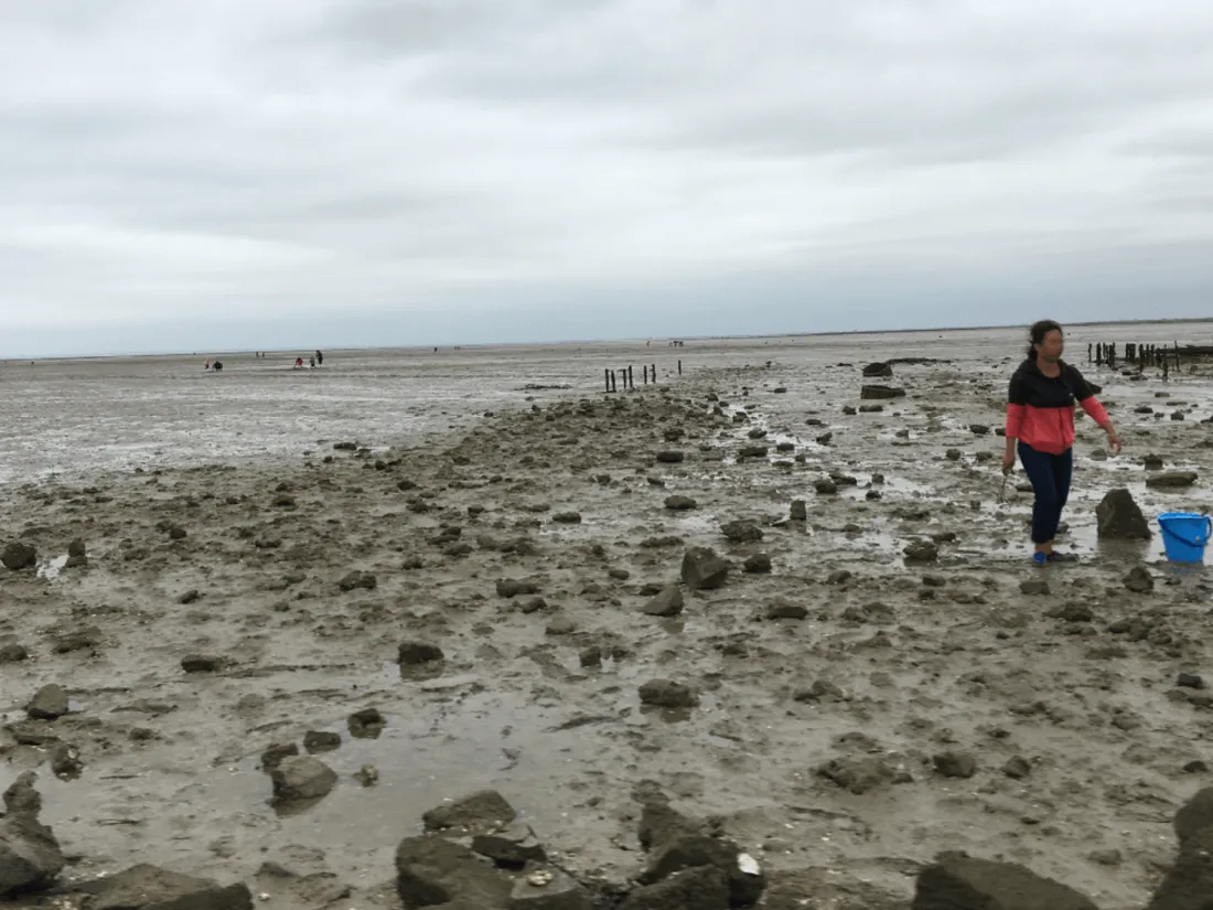 Pêche à pied