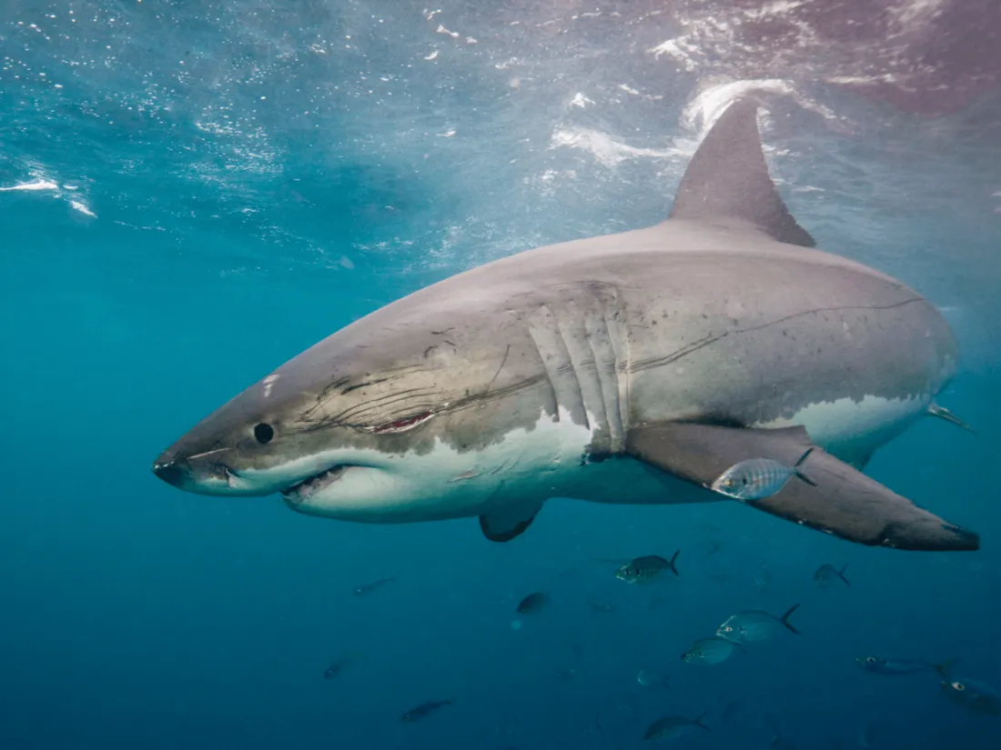 Il tombe nez à nez avec un requin-taupe au large de Trégastel en Bretagne