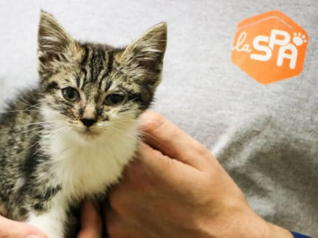 Plus de 7000 animaux sont actuellement accueillis dans les 62 sites de la SPA en France