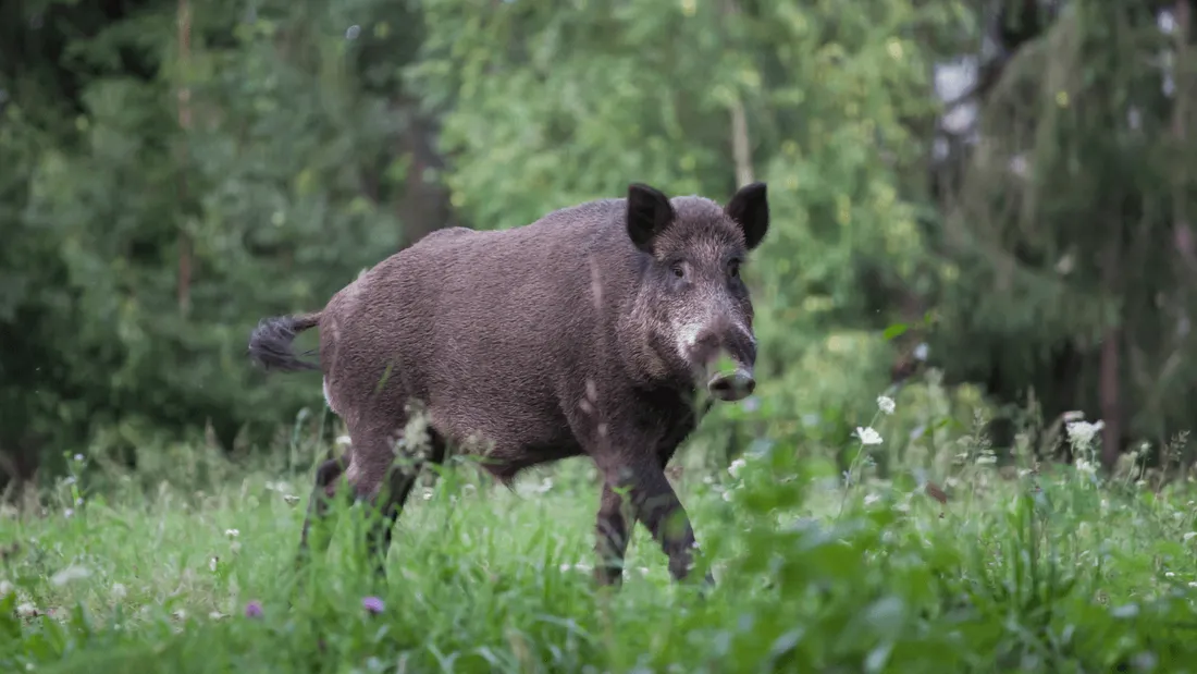 Un sanglier (Illustration)