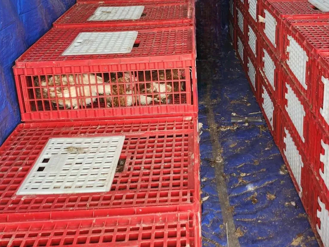 Sauvetage de poules pondeuses
