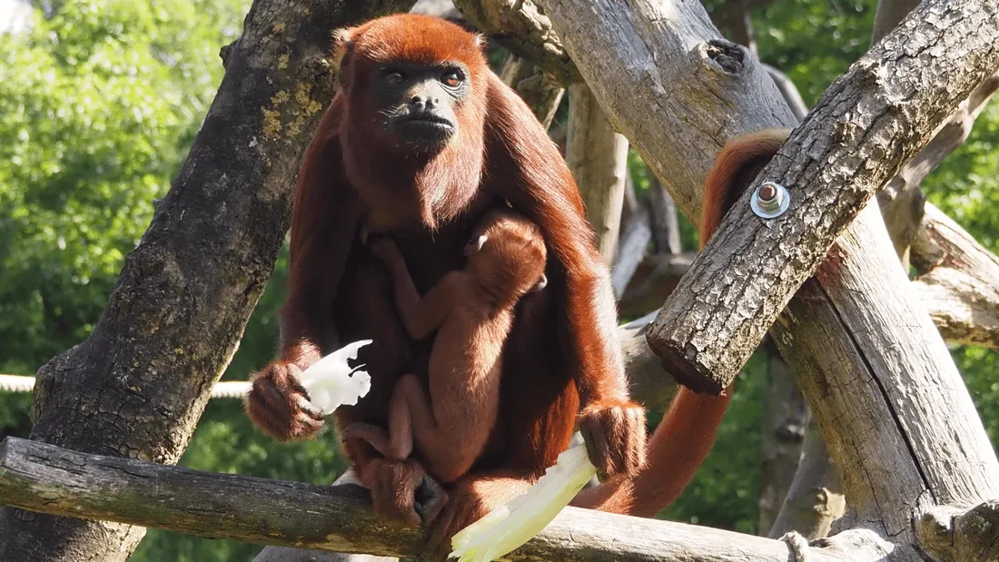 Heureux événement à Planète Sauvage avec la naissance d'un singe hurleur roux