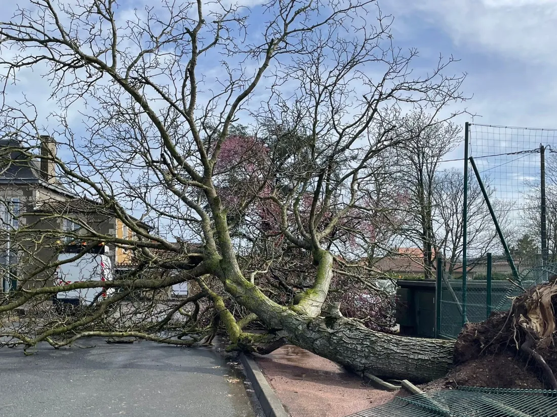 Des arbres arrachés à Saint-Jean-de-Sauves