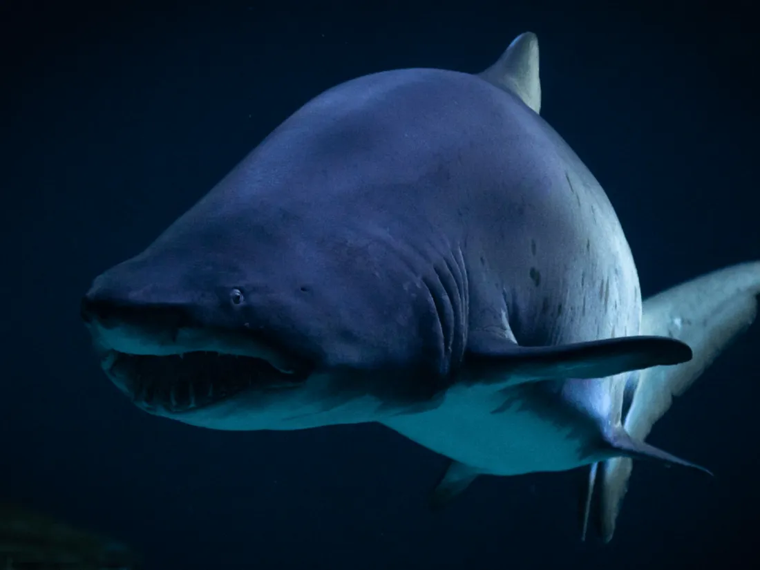 Valentin requin Océarium Croisic