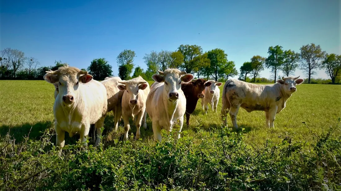 23 vaches foudroyés en Auvergne