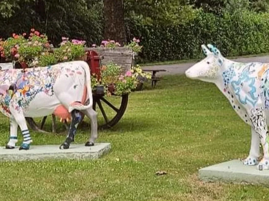 Les vaches Nikki et Arlequine dans le bourg de Rancon
