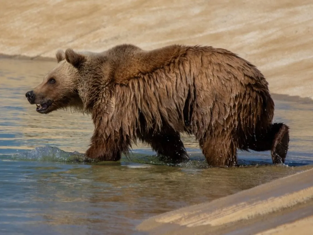 La Vallée des ours a ouvert ses portes le 26 mars 