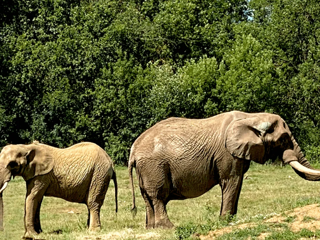 Planète Sauvage accueille deux nouveaux éléphants 