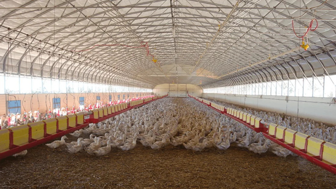 286 foyers de grippe aviaire détectés dans les élevages depuis août