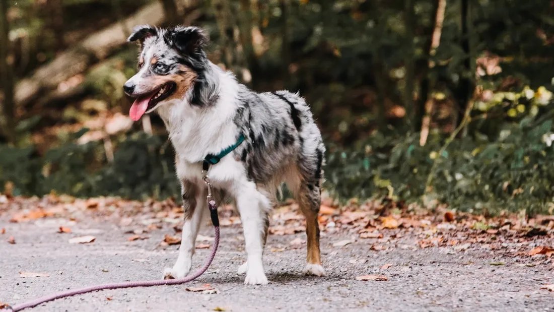 À partir du 15 avril, promener son chien en laisse sera obligatoire… en forêt.