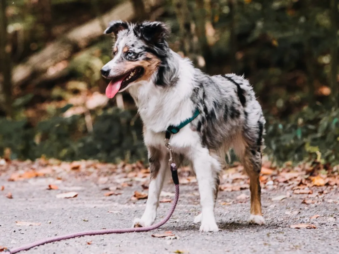 À partir du 15 avril, promener son chien en laisse sera obligatoire… en forêt.