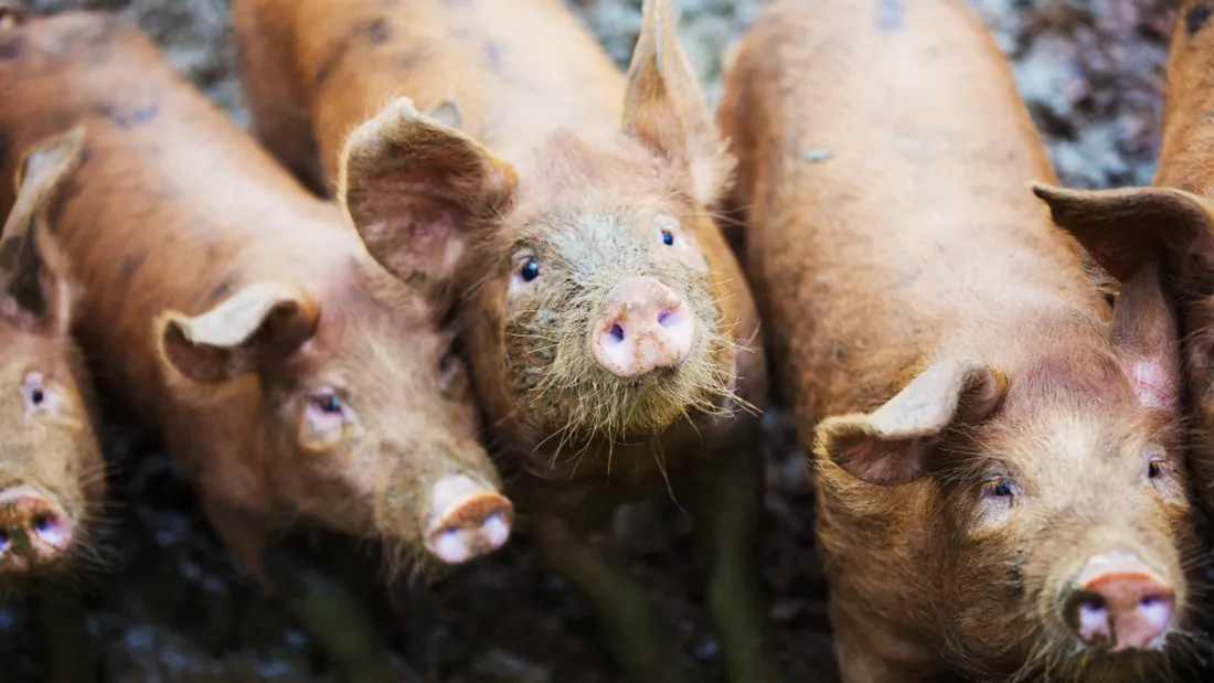 Élevage porcs