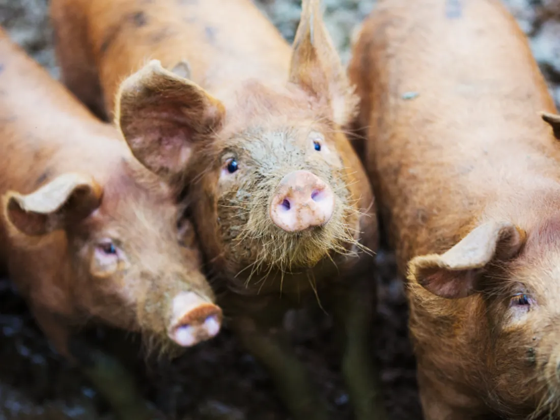 Élevage porcs