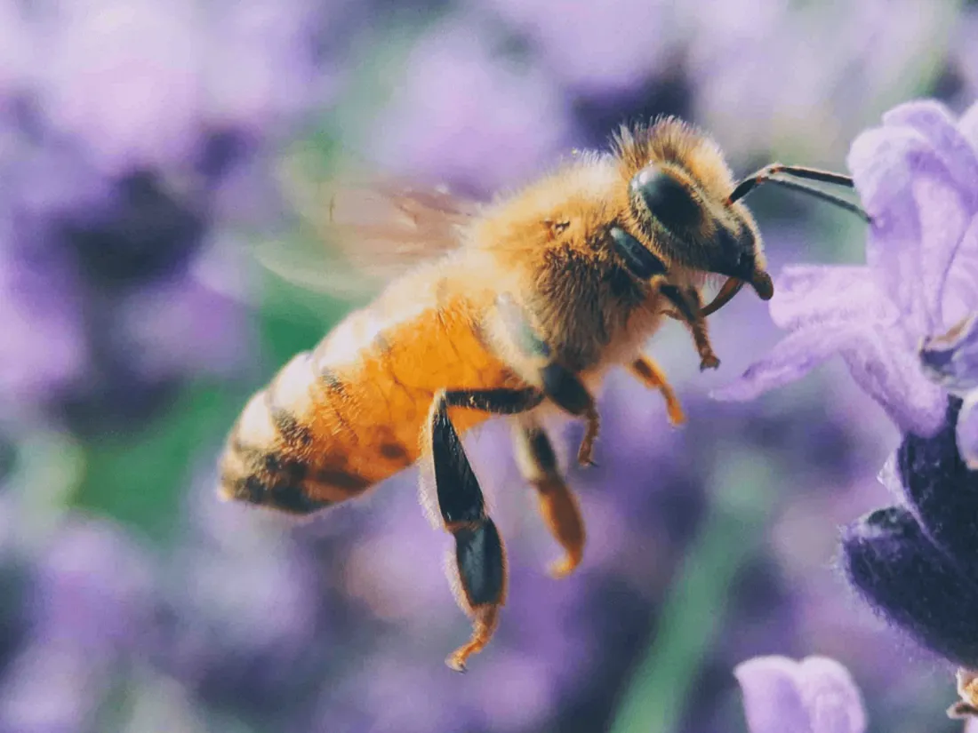 Abeille