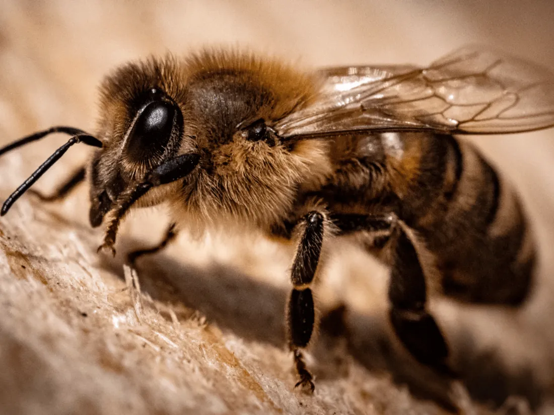 Deux-Sèvres : sept enfants piqués par des abeilles après la chute d'une ruche
