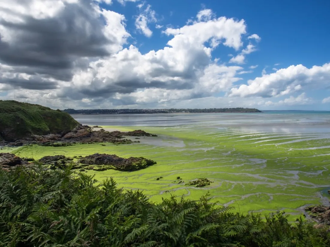 Algues vertes en baie de Saint Brieuc - Denis Brothier DR