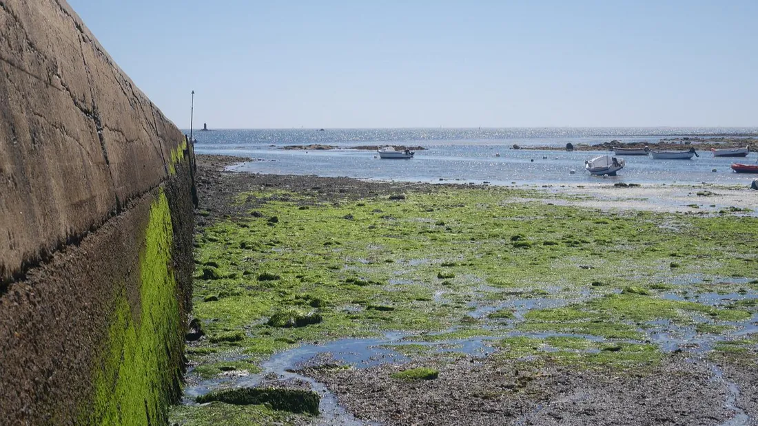 Lors de leur décomposition, les algues vertes dégagent un gaz toxique.