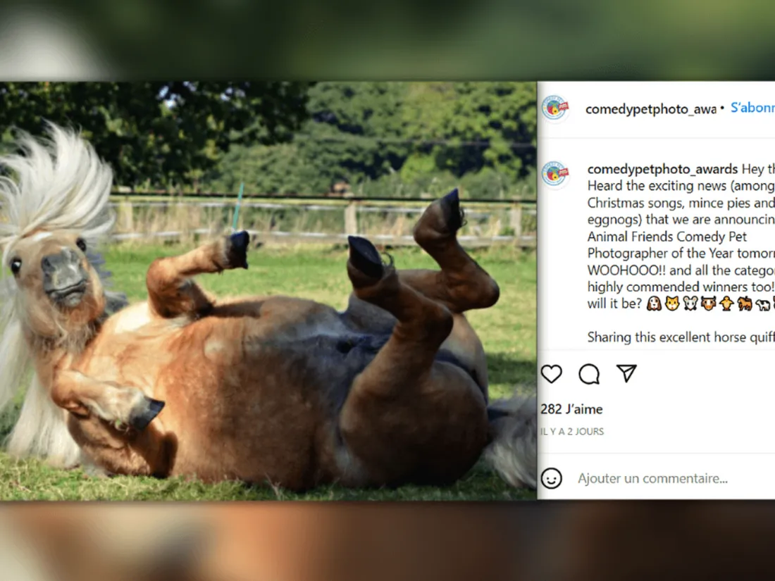 "Comedy Pet Photo Awards" dévoile ses gagnants 2021