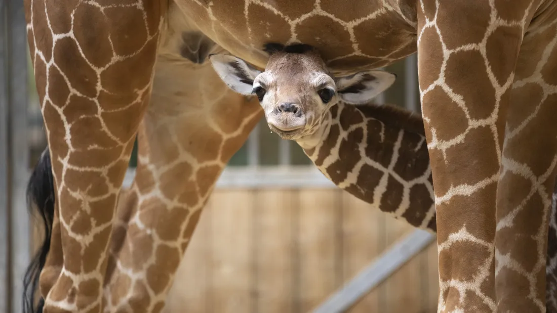 Girafons Beauval